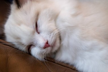 Sevimli, küçük Ragdoll kedisi. 4 aylık.