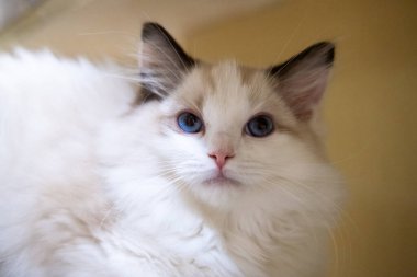 Sevimli, küçük Ragdoll kedisi. 3 aylık.