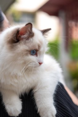 Şirin, küçük Ragdoll kedisi sahibinin omzunda. 4 aylık.