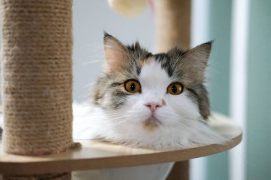 Kedi ağacındaki temiz kasedeki sevimli tüylü beyaz kediye yaklaş. Maine Rakunu ve İskoç Katlaması arasında melez bir kedi..