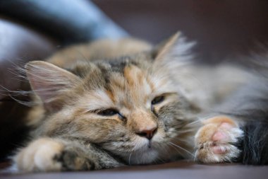 Şirin, uykulu, tüylü kahverengi kediye yaklaş. Maine Rakunu ve İskoç Katlaması arasında melez bir kedi..