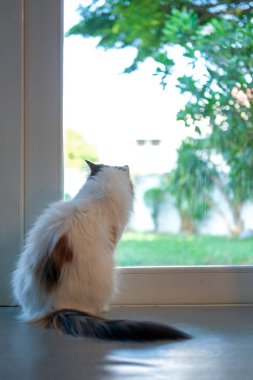 Pencere kenarındaki bahçe manzarasına bakan sevimli tüylü beyaz kedi. Maine Rakunu ve İskoç Katlaması arasında melez bir kedi..
