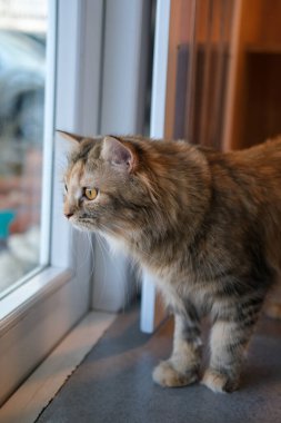 Şirin tüylü kahverengi kedi pencerenin yanındaki bahçe manzarasına bakıyor. Maine Rakunu ve İskoç Katlaması arasında melez bir kedi..