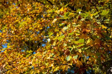 Renkli yapraklar, sonbahar mevsimi, arkasında mavi gökyüzü.