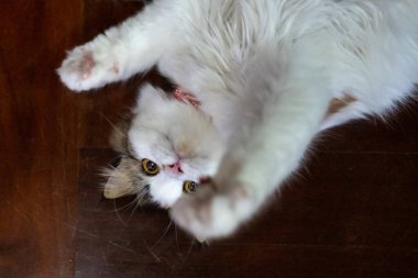 Şirin, tüylü, beyaz bir kedinin yerde yatıp kedi avcısıyla oynaması. Maine Rakunu ve İskoç Katlaması arasında melez bir kedi..