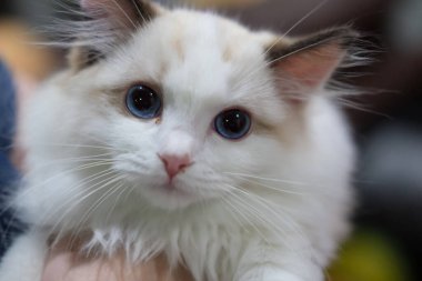 Sevimli, küçük Ragdoll kedisi. 3 aylık.