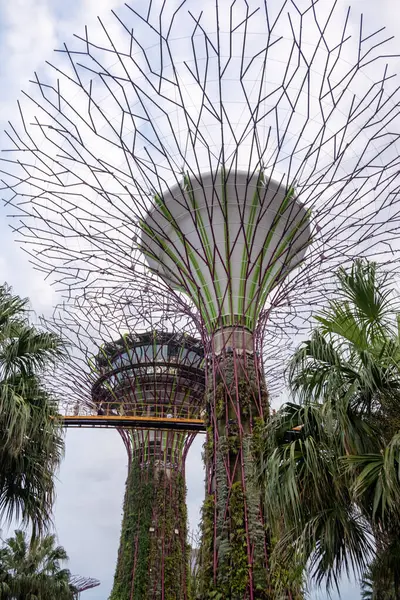 Singapur - 9 Mart 2024: Supertree Grove in Garden By the Bay, Singapur OCBC Skyway, the skywalk. Gölge oluşturan, geceleri parlayan ağaç benzeri yapılara sahiptir.