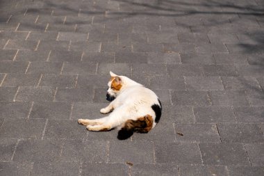 Tombul kedi yerde yatıyor.