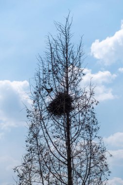 Kışın mavi gökyüzüne karşı kuş yuvası olan ağaç dalları