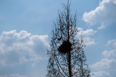 Kışın mavi gökyüzüne karşı kuş yuvası olan ağaç dalları