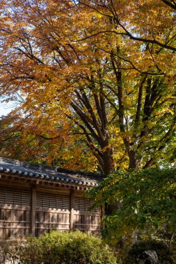 Korean Traditional Building in Secret Garden or Huwon of Changdeokgung Palace with beautiful autumn foliage. It was used as a place of leisure by members of the royal family