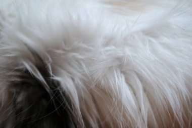 Kedi kürkü dokusu, yakın plan. Maine Rakunu ve İskoç Katlaması arasında melez bir kedi..