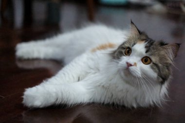 Yerde yatan sevimli tüylü beyaz kedi. Maine Rakunu ve İskoç Katlaması arasında melez bir kedi..