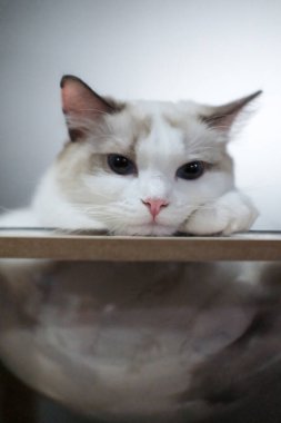 Şirin, uykucu Ragdoll kedi kedi kedi ağaçtaki temiz kasede kameraya bakıyor.