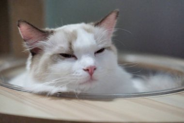 Sevimli, uykucu Ragdoll kedisi kedi ağacında açık kasede