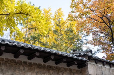 Deoksugung Stonewall Yürüyüşü güzel sonbahar yapraklarıyla. Güney Kore, Seul 'deki Deoksugung Sarayı' nın yanındaki yaya yolu.
