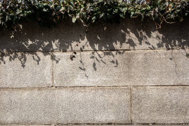 Beton taş duvar, tepesinde asma bitkisi var.