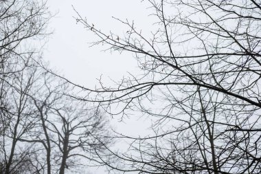 Ağaç dalı yaprakları, Sonbahar, kış olmadan. Gökyüzü arka plan ile