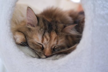 Şirin, uykulu, tüylü kahverengi kedinin kapalı, beyaz bir kedi barınağında yakın çekim. Maine Rakunu ve İskoç Katlaması arasında melez bir kedi..