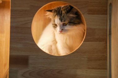 Beyaz tüylü kedi dairenin etrafında dolanıp ahşap bir kutunun içinde evcil hayvan tırmanışı için açılıyor. Maine Rakunu ve İskoç Katlaması arasında melez bir kedi..