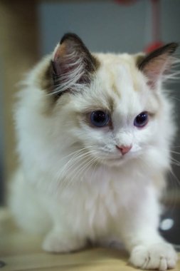 Sevimli, küçük Ragdoll kedisi. 3 aylık.