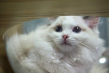 Kedi ağacının üzerinde temiz bir kasede duran sevimli, küçük bir Ragdoll kedisi. 3 aylık.