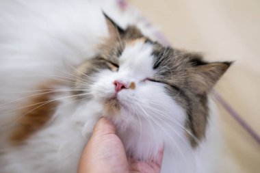 Bir el yaklaş, sevimli tüylü beyaz kediyi sev. Maine Rakunu ve İskoç Katlaması arasında melez bir kedi..