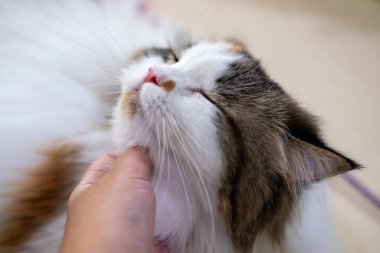 Bir el yaklaş, sevimli tüylü beyaz kediyi sev. Maine Rakunu ve İskoç Katlaması arasında melez bir kedi..