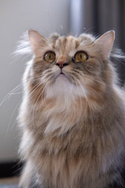 Şirin yumuşacık kahverengi kedi. Maine Rakunu ve İskoç Katlaması arasında melez bir kedi..