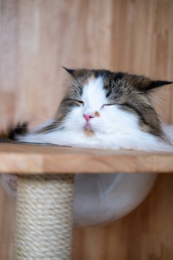 Şirin, uykulu, beyaz kediyi kedi ağacının üzerinde, temiz bir kasede kapat. Maine Rakunu ve İskoç Katlaması arasında melez bir kedi..