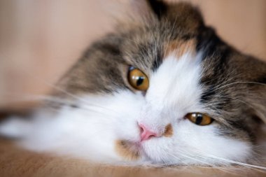 Şirin, uykulu, komik yüzlü beyaz kedinin yakın çekimi. Maine Rakunu ve İskoç Katlaması arasında melez bir kedi..