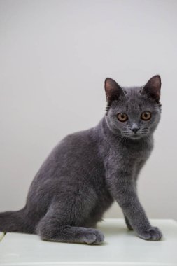 3 aylık İngiliz Shorthair kedisi kameraya bakıyor.