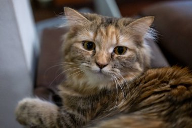 Şirin, tüylü kahverengi kediye yaklaş. Maine Rakunu ve İskoç Katlaması arasında melez bir kedi..