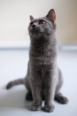 3 aylık İngiliz Shorthair kedisi yerde duruyor, etrafa bakıyor.