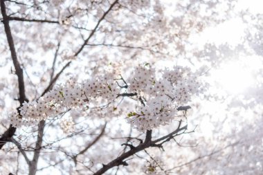 Ot Kot ya da Kiraz Çiçeği İlkbaharda Seul Ormanı, Güney Kore 'de