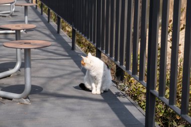 Güney Kore 'de Seul Ormanı' nda yerde oturan tombul kedi.