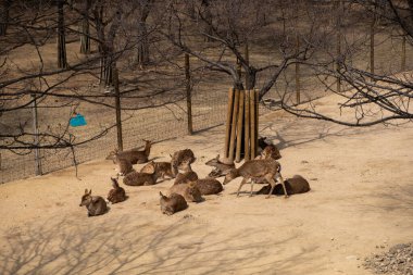 Bir grup geyik kışın Güney Kore 'de, Seul Ormanı' nda yatıyor.
