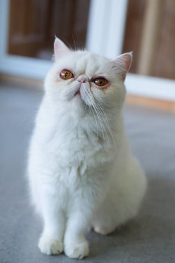 Beyaz Egzotik Shorthair kedisi yerde duruyor