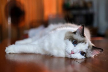 Sevimli Ragdoll kedisi ahşap zeminde uzanıp kameraya bakıyor.