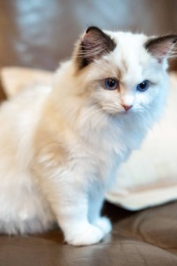 Sevimli, küçük Ragdoll kedisi. 4 aylık. Kanepede duruyorum.