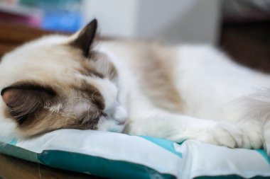 Sevimli Ragdoll kedisi evcil hayvan yatağında yatıyor.