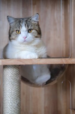 Kahverengi tekir ve beyaz İngiliz kısa hava kedisi tahta kutuda kedi için temiz bir baloncuk kasesinde