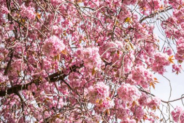 Güzel pembe Cherry Blossom veya Sakura bahar zamanında