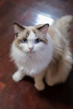 Sevimli Ragdoll kedisi ahşap zeminde kameraya bakıyor.