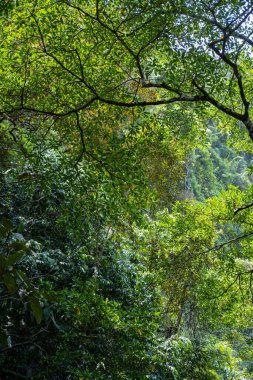 Ormandaki ağaçların arasından güneş ışığı manzarası.