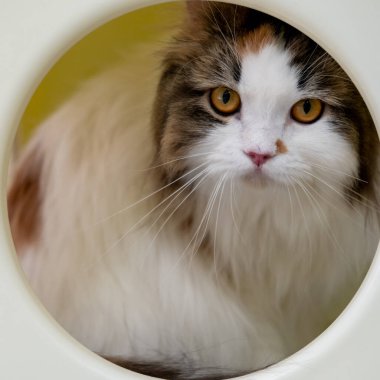 Kedi barınağındaki sevimli tüylü beyaz kedi kameraya bakıyor. Maine Rakunu ve İskoç Katlaması arasında melez bir kedi..