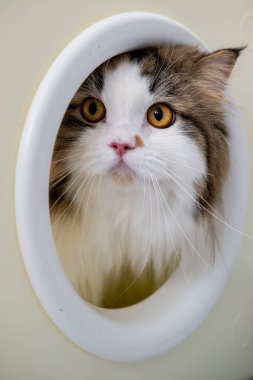 Kedi barınağındaki sevimli tüylü beyaz kedi kameraya bakıyor. Maine Rakunu ve İskoç Katlaması arasında melez bir kedi..