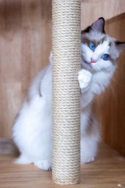 Kedi kaşıyıcısı olan sevimli Ragdoll kedisi, pençelerini ve kaslarını korumak için