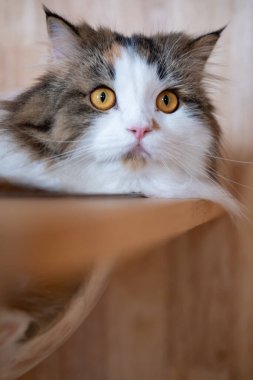 Şirin, uykulu, beyaz kediyi kedi ağacının üzerinde, temiz bir kasede kapat. Maine Rakunu ve İskoç Katlaması arasında melez bir kedi..