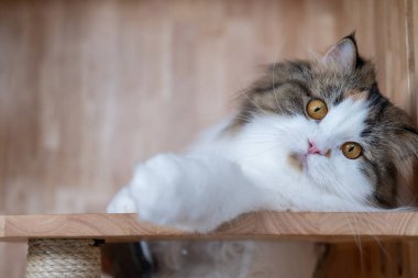 Şirin, uykulu, beyaz kediyi kedi ağacının üzerinde, temiz bir kasede kapat. Maine Rakunu ve İskoç Katlaması arasında melez bir kedi..